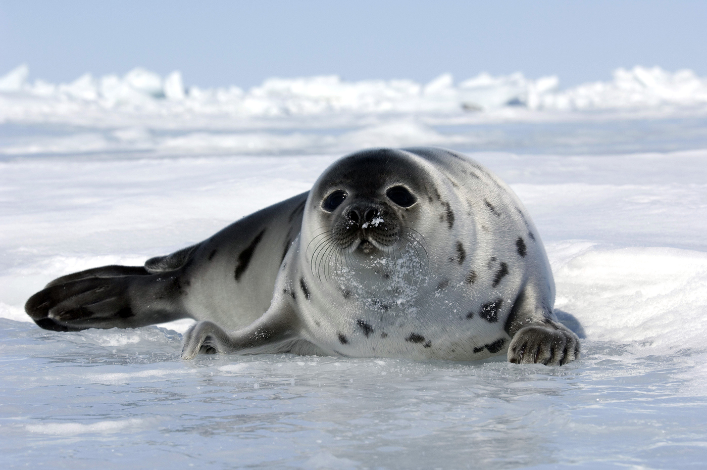 Help end Canada’s commercial seal hunt International Fund for Animal